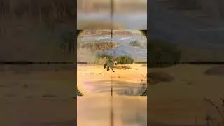 Hunting aardwolf - Way Of The Hunter  - Hunting Clash #animals #hunting #gaming