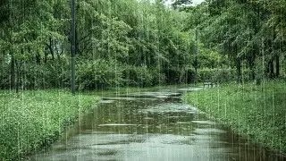 Relaxing Rain Sounds to Help You Fall Asleep | Tinnitus Relief Insomnia & Deep Sleep White Noise