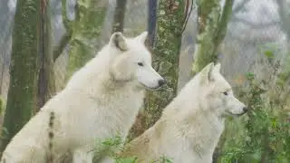 Peaceful Wolves - HD Relaxing Music