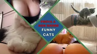 😹 Viral CATS #11 🐈 Compilation di Gatti Carini Divertenti - Prova a Non RIDERE!