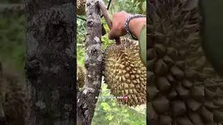 How Farmers Catch 7-Pound Durians #Durian #Harvesting #FruitFarm #FarmLife #Agriculture #DurianHar