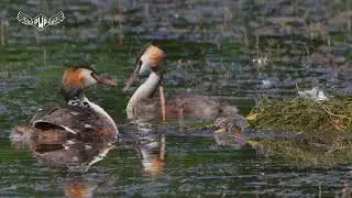 Perkoz dwuczuby (Podiceps cristatus) - Dzień Lęgu