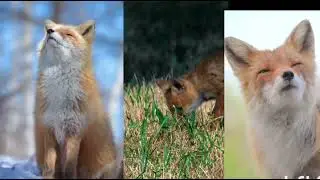 Fox &ndash; The Smartest Animal in the Wild | Amazing Facts #wildlifestoryhub