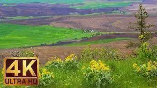 View from Pine Ridge Trail - 4K Relax Video (New Version) 5 Hours of Bird Singing & Nature Sounds