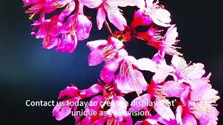 Step into the Future of Visual Excellence!