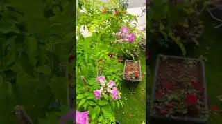 Pink Trumpet vine in my Garden
