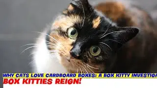 Why Cats Love Cardboard Boxes: A Box Kitty Investigation
