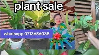 🪴🪴Indoor plant sale 0774175148 ( PART 14 )🪴🪴#plants #viralvideo 