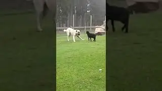Herdenschutzhund spielt mit Zicklein (Wildpark Waldhaus Mehlmeisel)