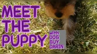 YORKIE PUPPY | YORKSHIRE TERRIER | LEXIE THE YORKIE | YORKIE FACTS 101 | Meet the YORKIE PUPPY