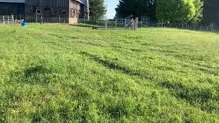 Moon (Outline's Laughing at the Moon) - morning chores ram lambs