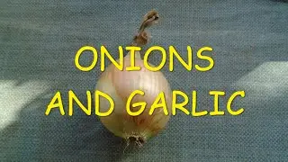 Onions and Garlic #onions #garlic
