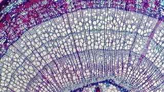 Stems: Plant Structure and Function