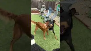 Unresolved #doggydaycare beef #funnydogs