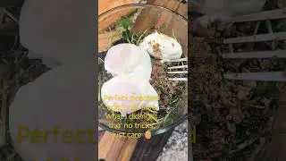 perfect #poached #eggs no tricks just luck and care🥚🥚🥚