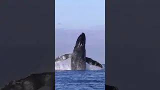 marine beauty #marine #bluewhales #nature #music #relaxing #arj
