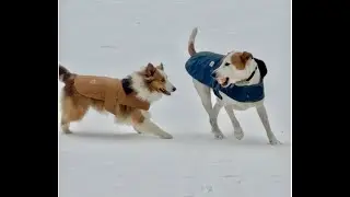 Snow Dogs play with sliding Frisbee in late Jan Snow+Ice Mix - 2026