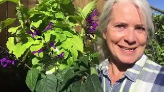 Rockin Deep Purple  Salvia flowers to plant in milder climates
