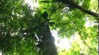 Guaran&aacute; Antarctica - Ambev - The Rainforest Original