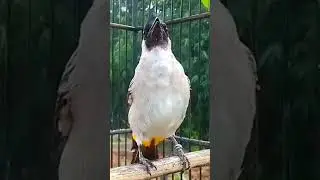 Suara burung kutilang gacor memanggil lawan 2025