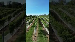 Discover Virginia&rsquo;s Hidden Gem: 3 Creeks Winery in Hamilton, VA | A Napa Valley Experience Near DC