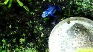 Blue Azurus silver side male feeding