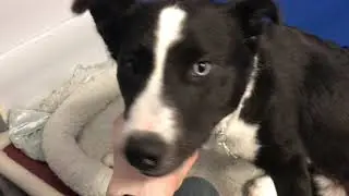 Jada- Border Collie/ Labrador Mix