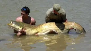 Big Catfish and Carp Fishing in the UK and Spain