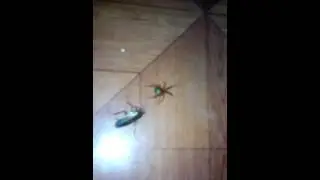 Crocroz vs spiderman