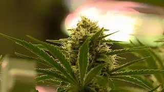Kentucky lawmakers introducing bills to legalize marijuana