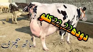 Cholstani Friesen Jersey Cross Cow For Sale In Pakistan 03001921999 Geo Animal TV 12 January 2026