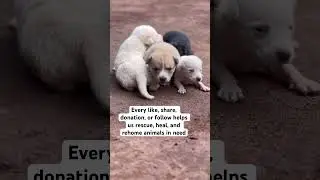 Kindly join me to give them a better life #rescuedog #rescuepup #rescuelove #puppies #dogsofyoutube