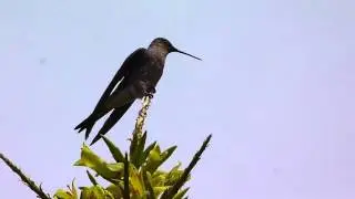 giant hummingbird