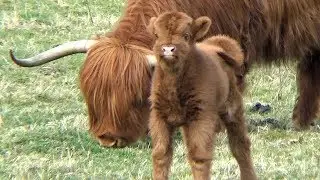 Schotse Hooglanders Highland Cow Schottische Hochlandrind