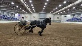 Magnificent Friesian Stallion - Robert Labrie driving at the Horse World Expo 2023
