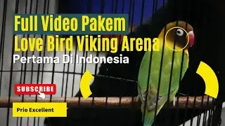 ПОДРОБНОЕ ОБЪЯСНЕНИЕ СИСТЕМ ОЦЕНКИ LOVE BIRD VIKING ARENA. ПЕРВАЯ В ИНДОНЕЗИИ