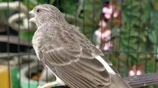 Gray singer finch canary