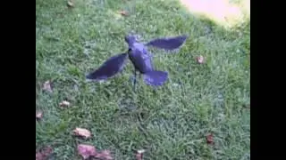 MOTION CROW MODIFIED DOVE DECOY