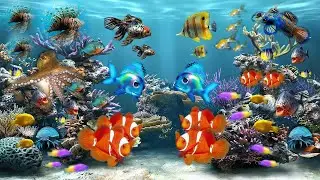 4k coral reef aquarium music relaxing । 4K coral  fish । coralfish12g । open aquarium