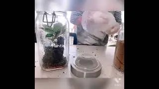 [science] How to raise a mantis