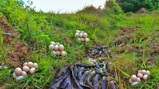 Collect eggs and catch more fish by the side of the road in the fields by fishermen