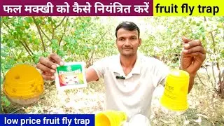 151. Anipur Farmer ll फल मक्खी को कैसे नियंत्रित करें सबसे सस्ते फल मक्खी ट्रैप ll