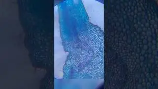 Dicot leaf 🍃 under microscope 🔬 😮 #shorts #experiment #science #microscope