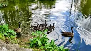 Geese in 4K swimming #4KCC