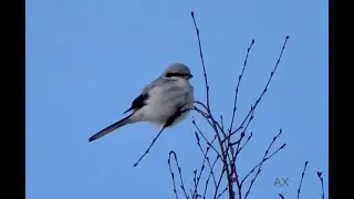 Lanius excubitor - varf&aring;gel - great grey shrike