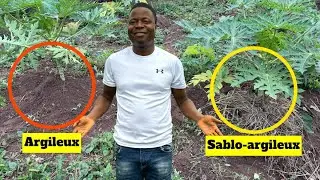 Comment le couronnement par buttage sauve vos papayers de la chute et booste Votre récolte !