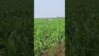 🌱 Village Farmer Hard Work | Agriculture Shorts #Farmer #VillageLife #Agriculture #NatureShorts #🌾🙏🙏