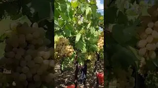 #grapes #grapefarm #tasty #shorts