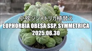 小吹シンメトリカ植替え　Euphorbia obesa ssp  symmetrica 　2025 06 30