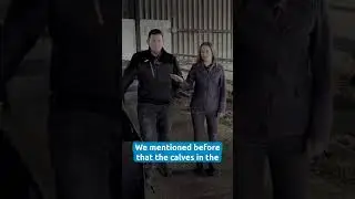 Youngstock insights | Curtis Hulme Farm